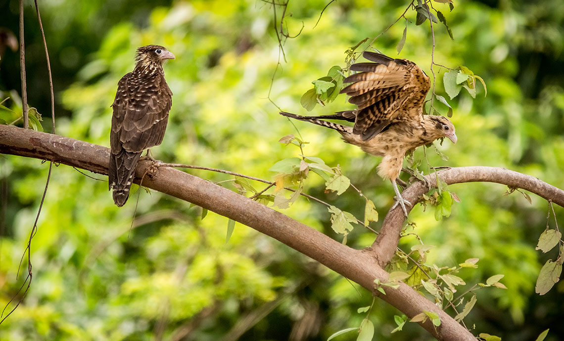 Two birds on a branch.