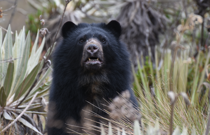 Illustration of the Andean bear.