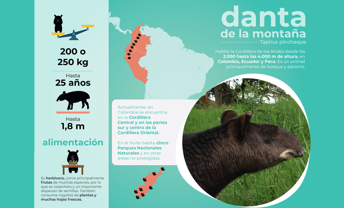 Página con foto e ilustraciones que explican acerca de la danta de montaña.