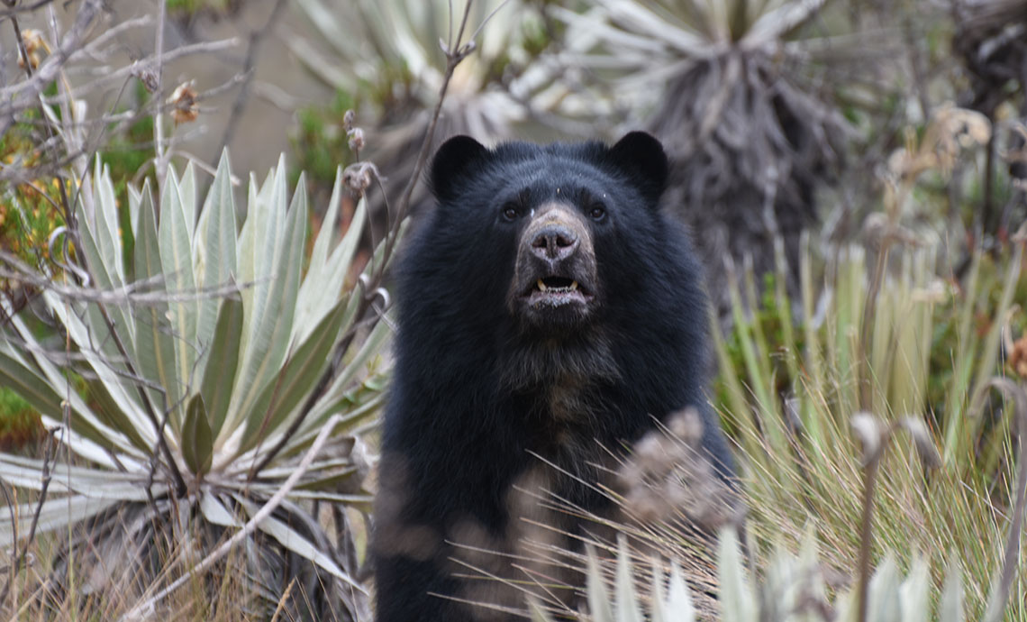 Oso andino.
