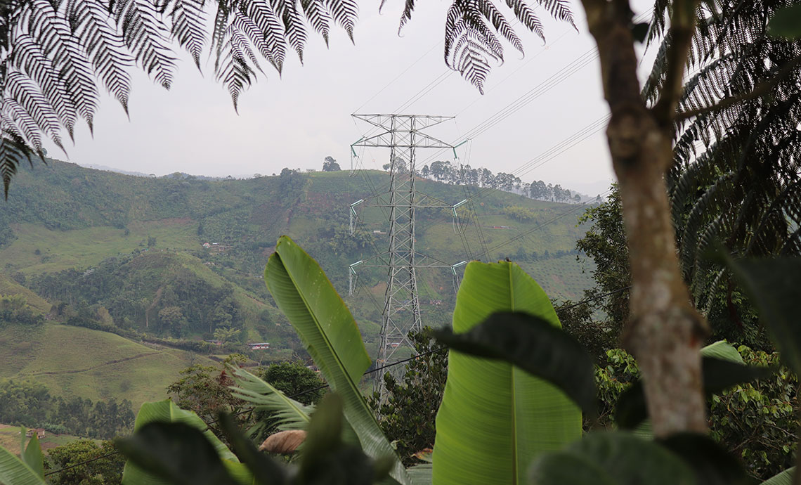 paisaje con árboles de plátano, montaña al fondo y una torre de energía en el medio.