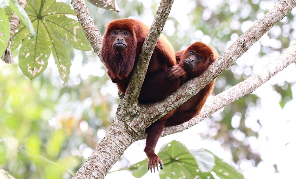 Two red-haired monkeys climbing on a branch.