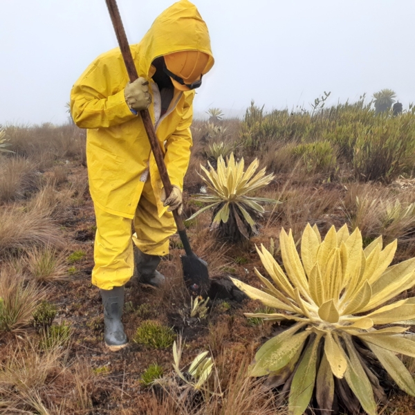 El Páramo del Meridiano es el escenario donde el GEB, con el apoyo de la comunidad Nasa y Cortolima, desarrollan el rescate y trasplante de frailejones.